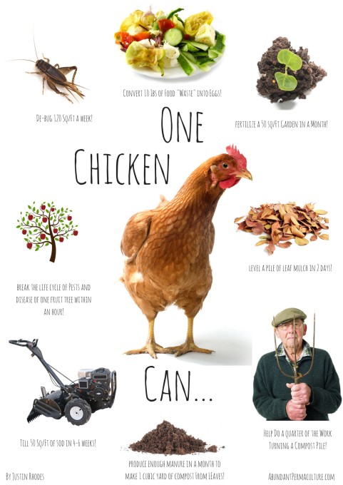 One Chicken can...