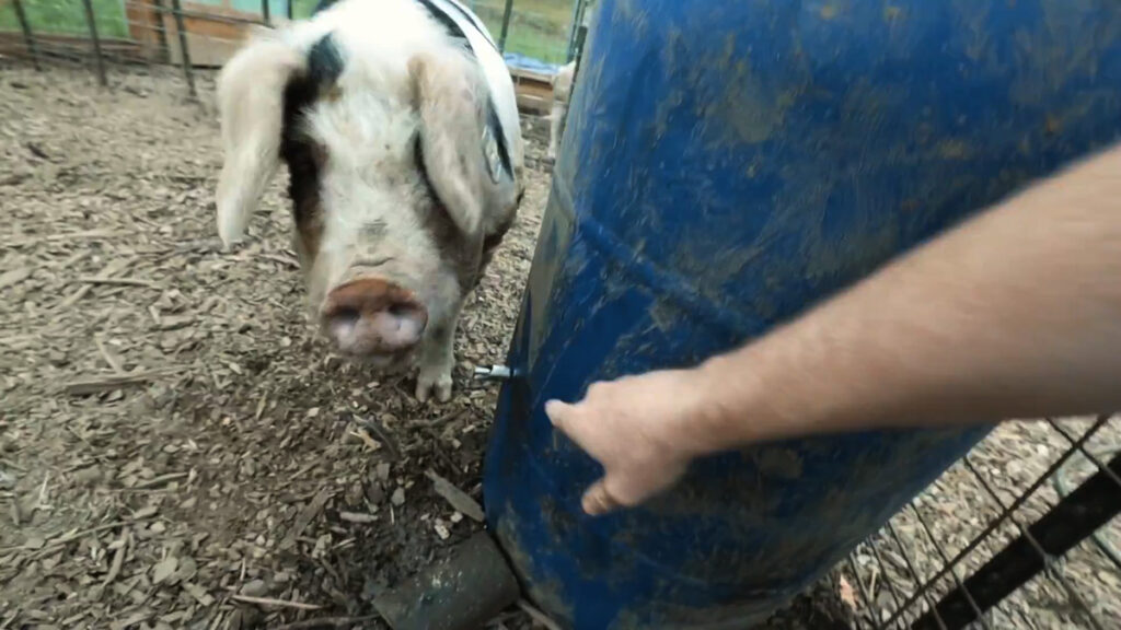 A pig next to a DIY pig waterer.