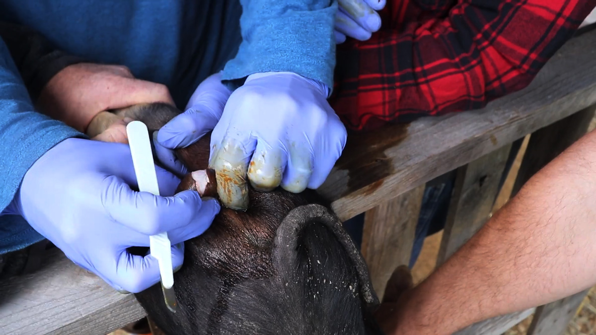 A pig getting castrated.