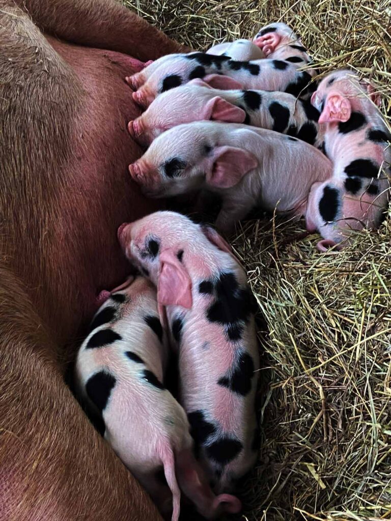 Birthing Piglets What You Need To Know Abundant Permaculture Birthing Piglets What You Need To Know Abundant Permaculture