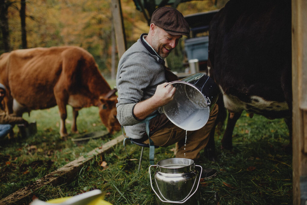 A man milking a cow, dumping a bucket of milk into a reservoir.