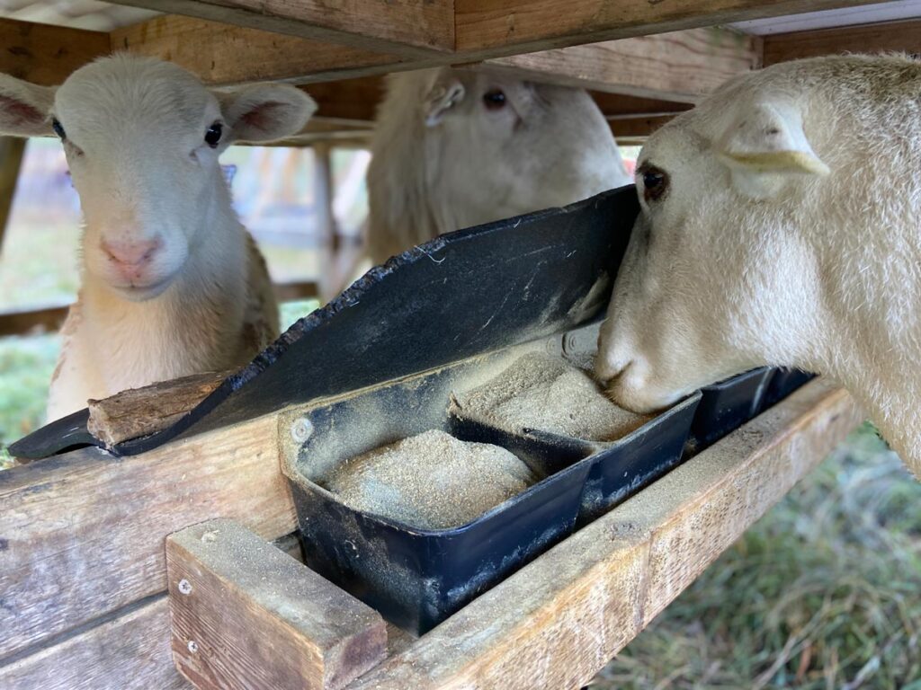 Sheep eating from a mineral shaw.