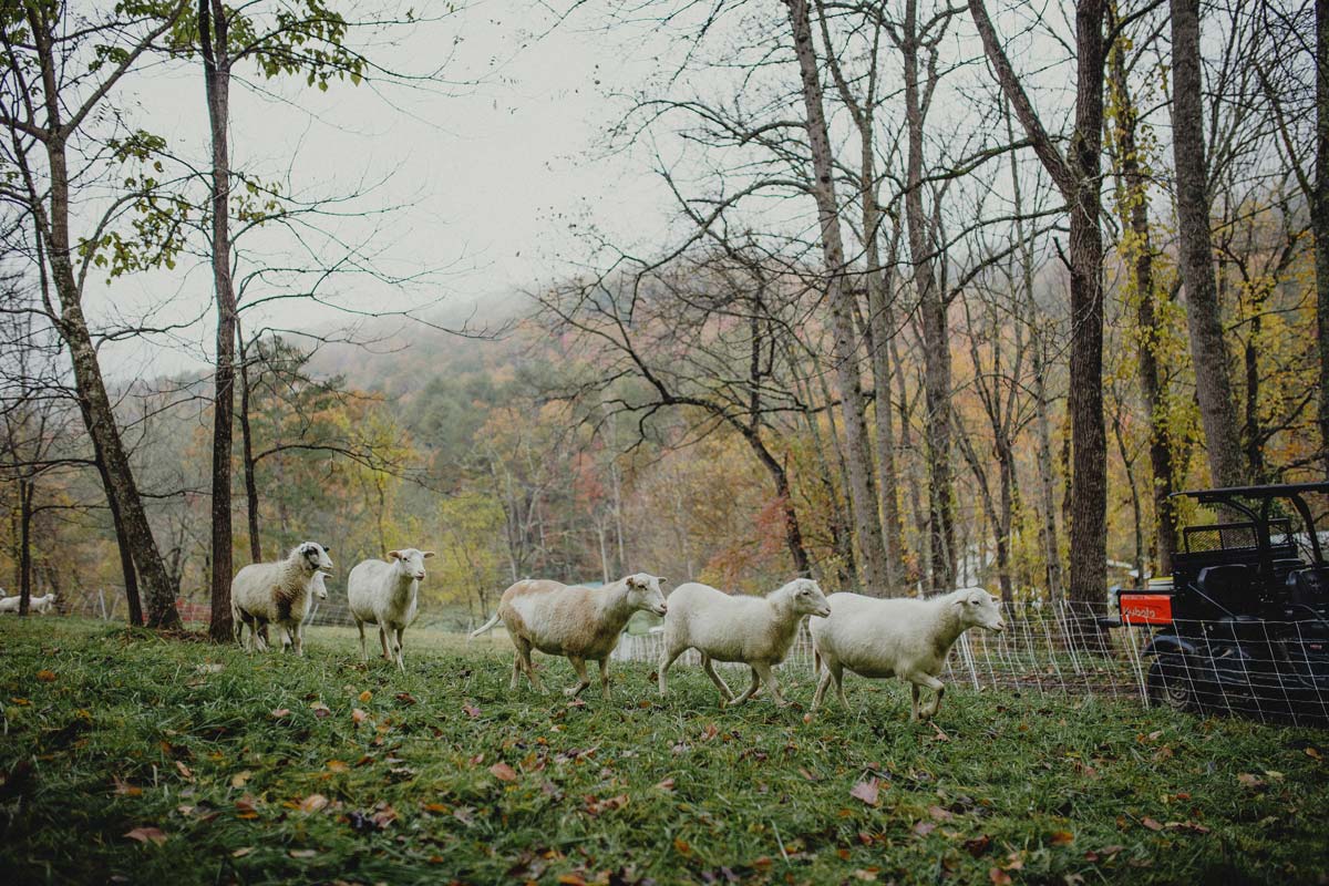 Sheep in a misty field.