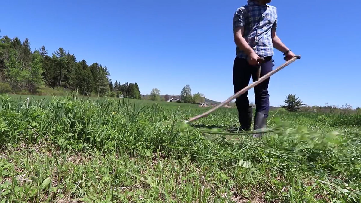 A man using a scythe in a field.