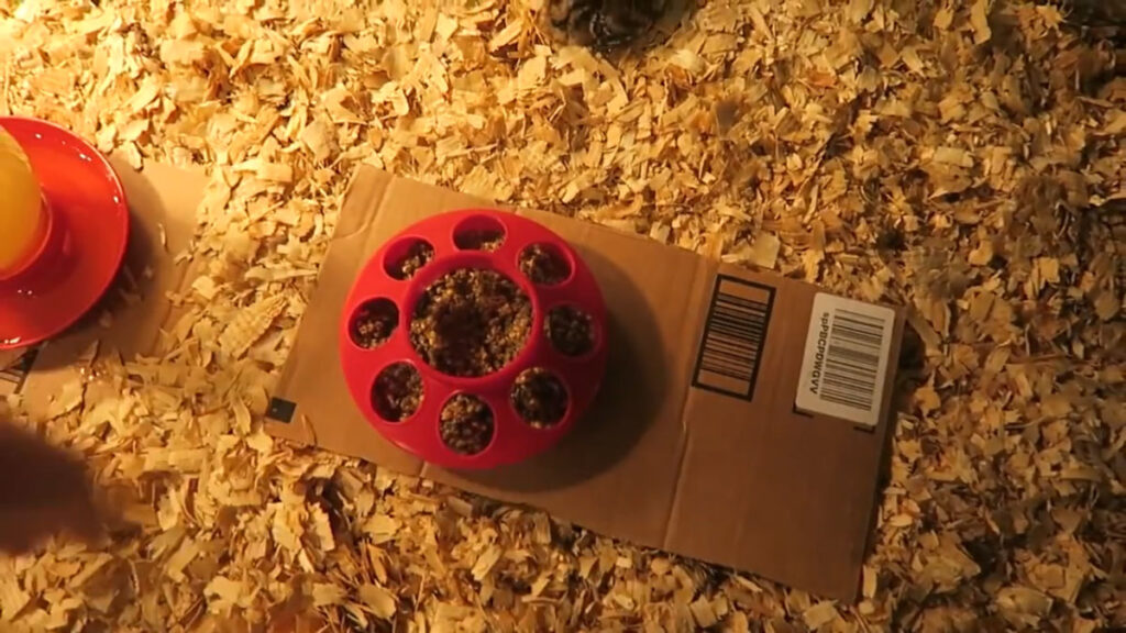 Turkey feeder in a brooder.