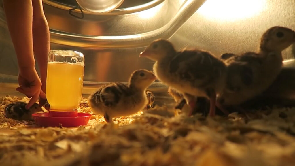 Baby turkeys in a brooder.