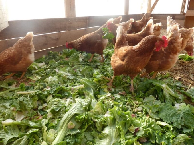 Chickens eating greens in a greenhouse.