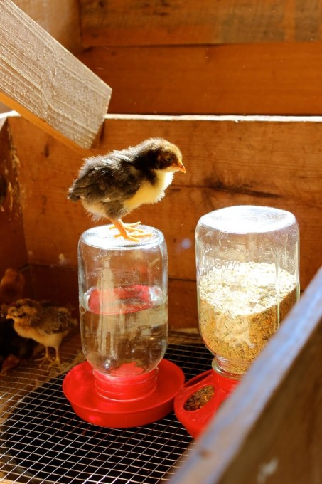 Baby turkey on top of a waterer.