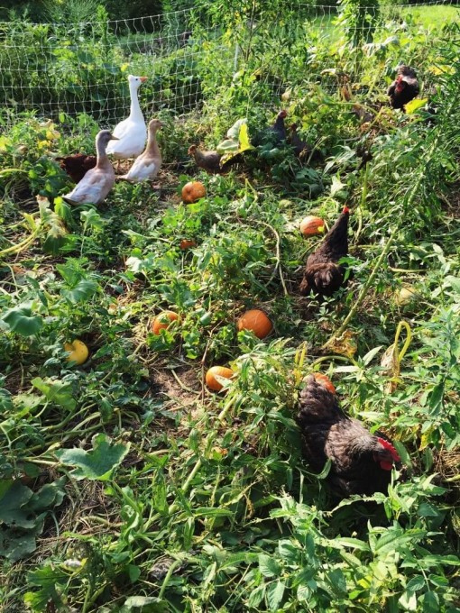 Chickens eating vegetation in the garden exposing crops.