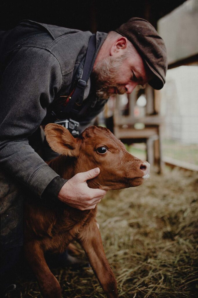 A man inspecting a newborn calf.