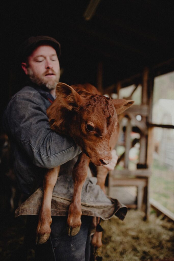 A man inspecting a newborn calf.