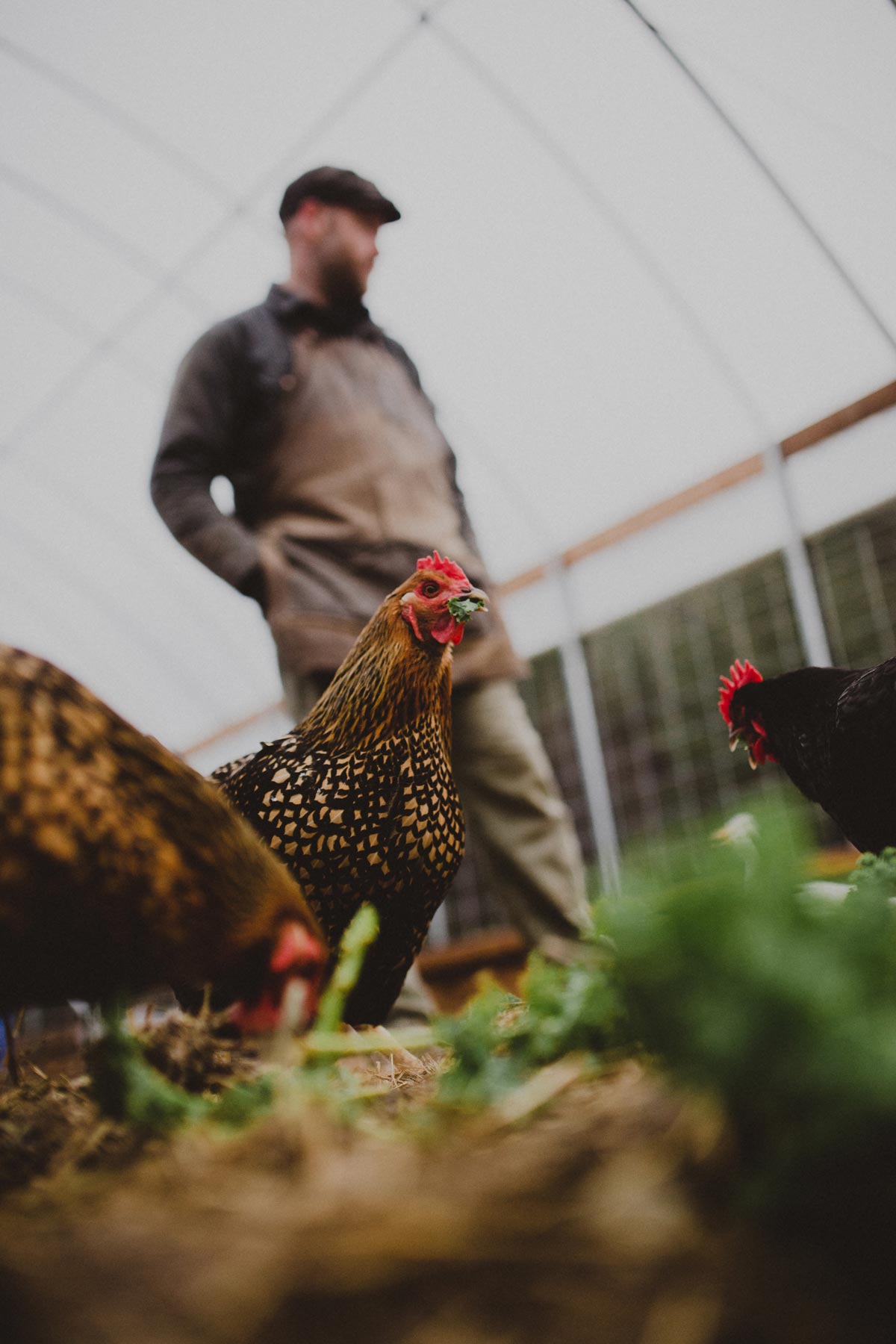 Chickens eating produce in a greenhouse with a man in the background.