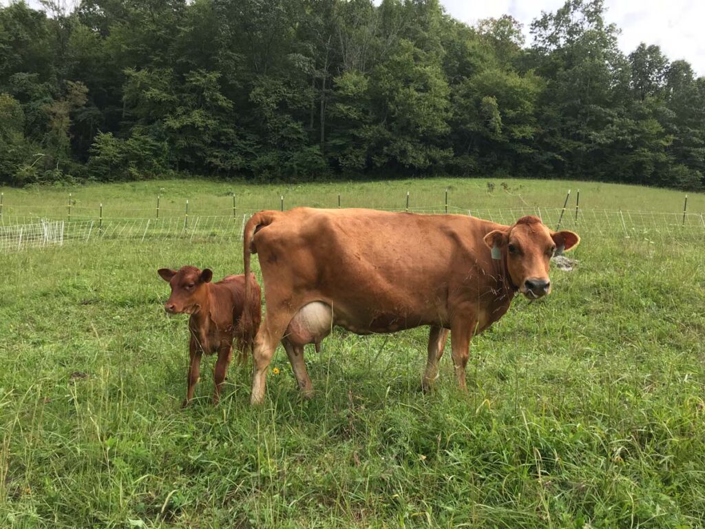 A newborn baby calf next to its mom.