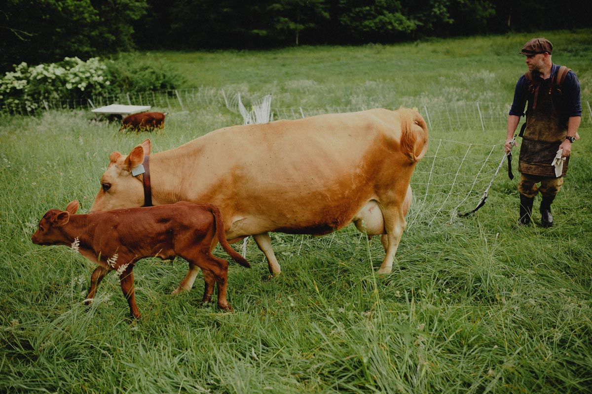 A newborn baby calf next to its mom.