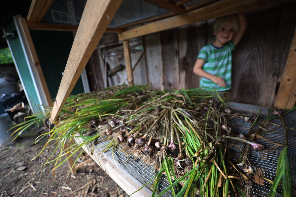 Harvested garlic drying on a screen.