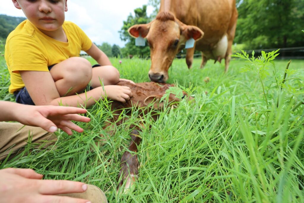 Kids petting a newborn calf in a field of grass.