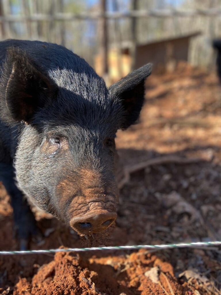 A close-up shot of a pig's face.