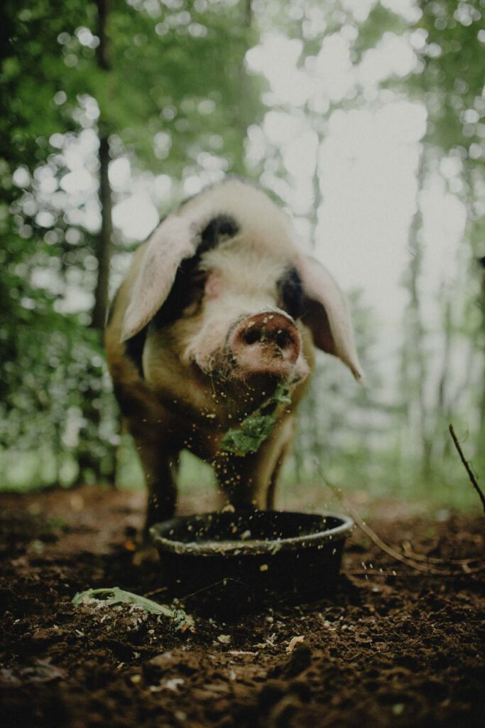 A pig eating from a dish in the woods.