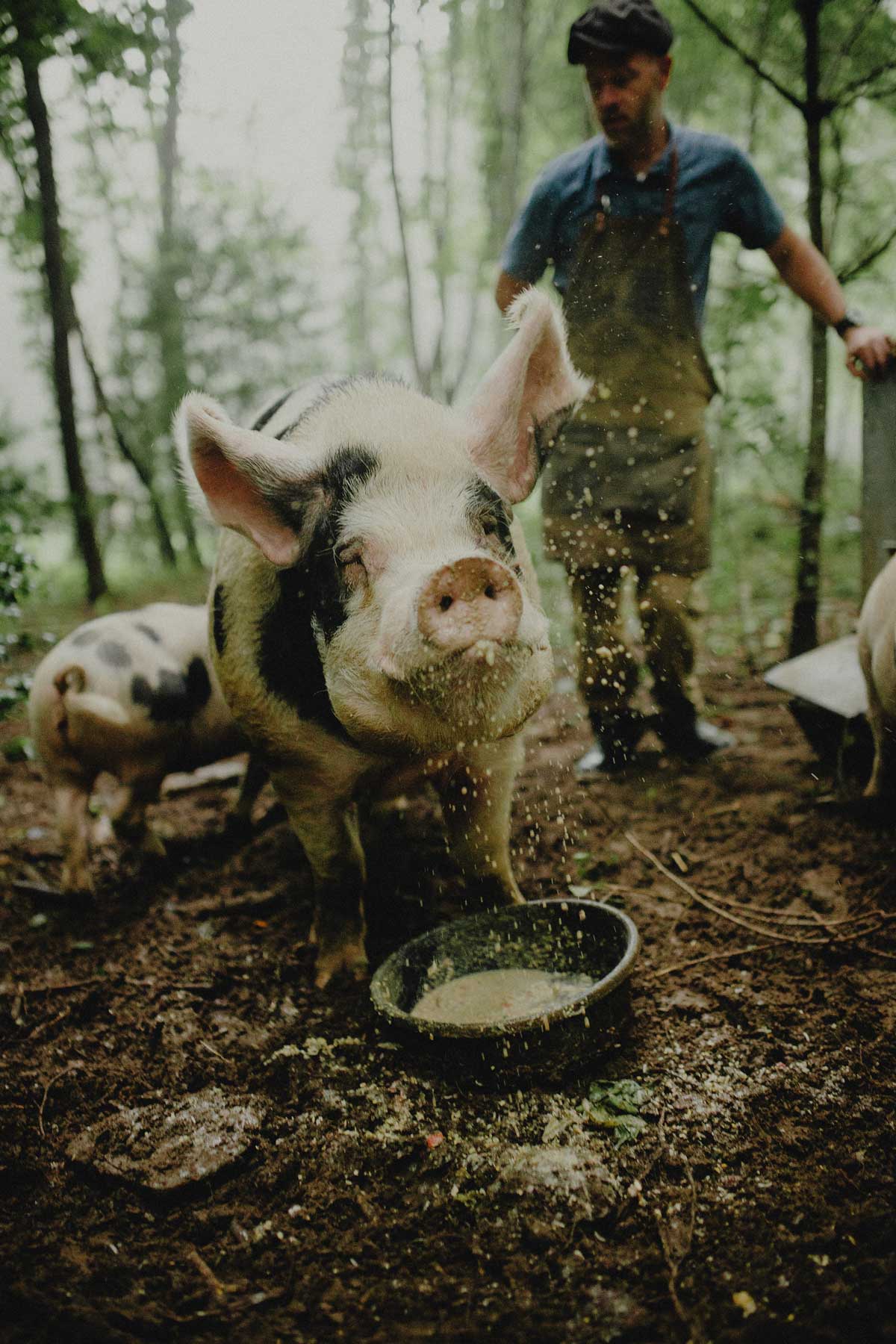 How to Butcher a Pig (In Just 10 Steps) - Abundant Permaculture