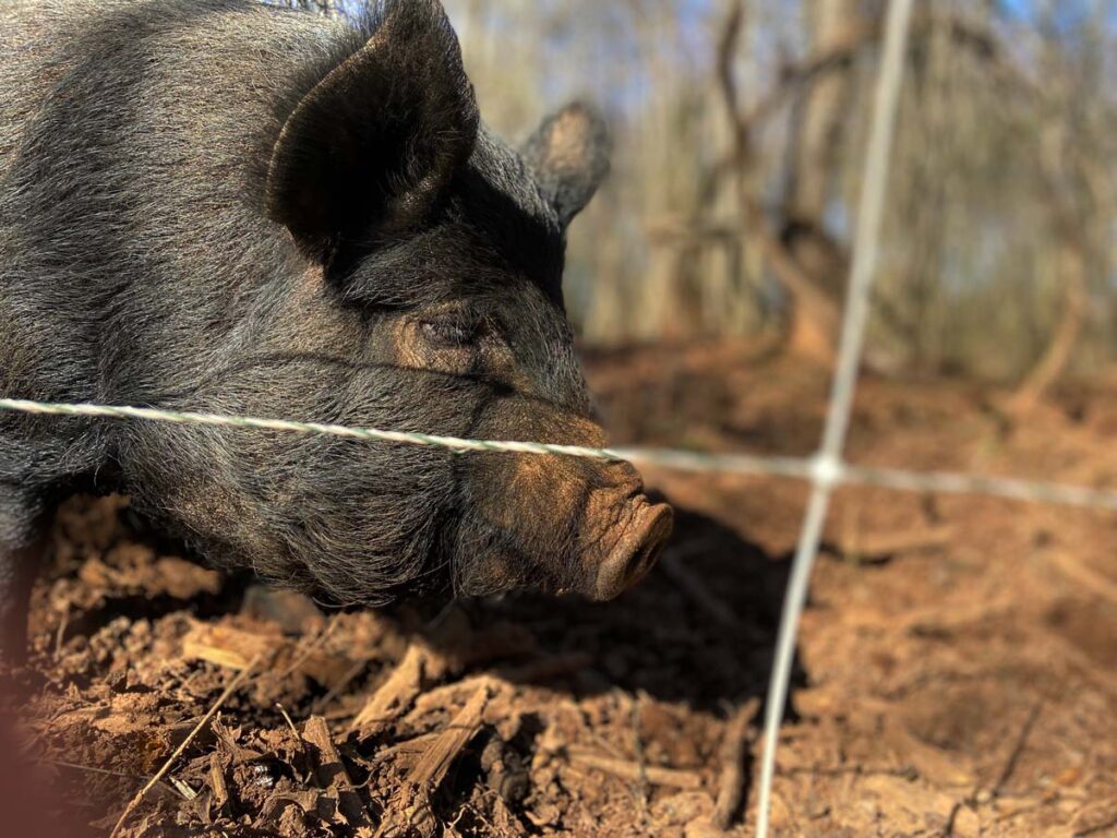 A black pig behind an electric fence.