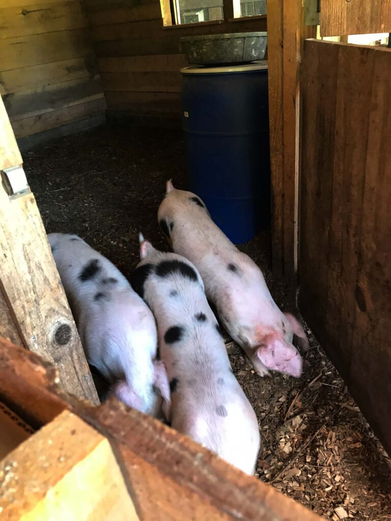 Three pigs leaving a barn stall.
