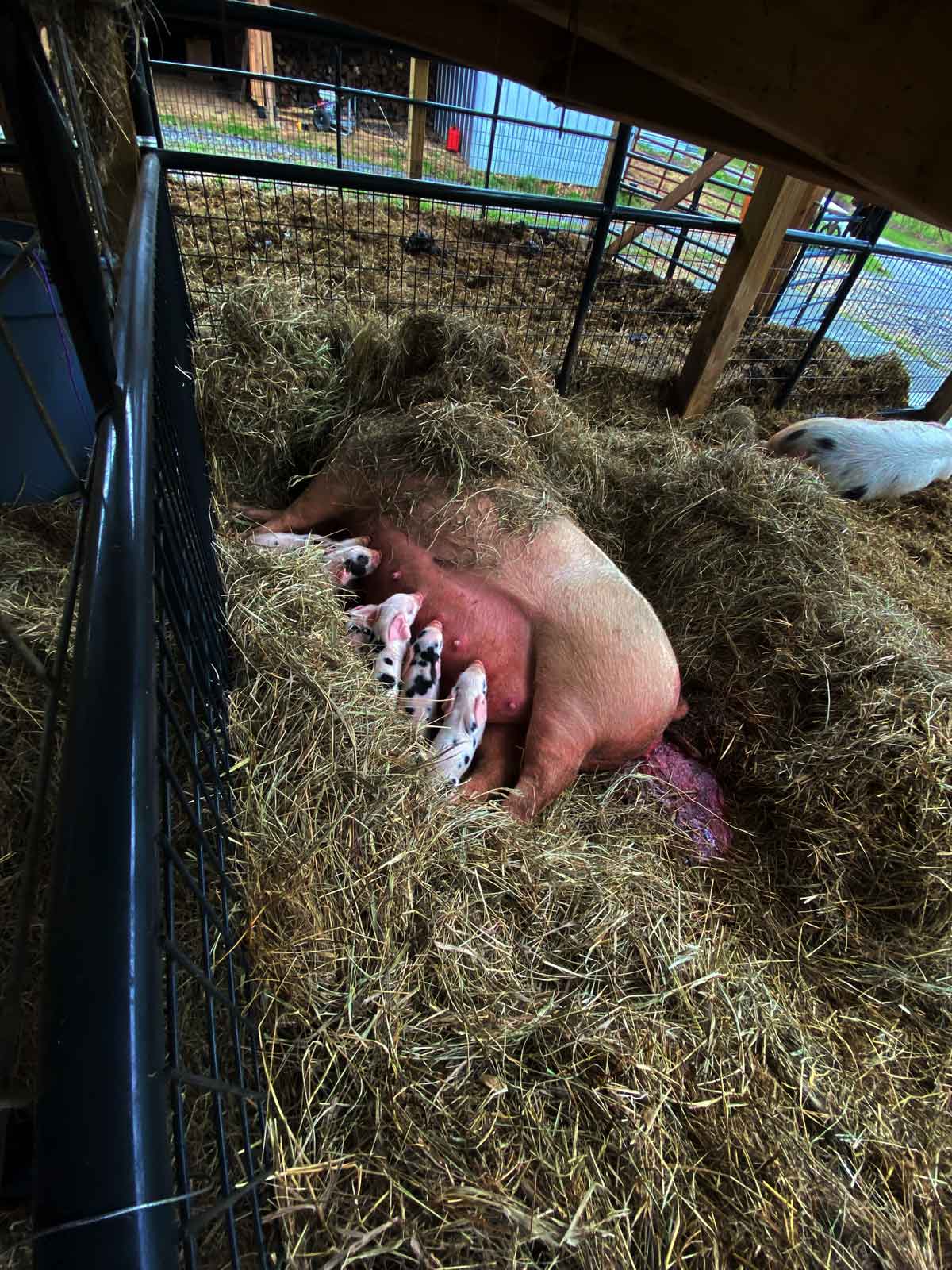 A mama pig buried in hay while newborn baby pigs nurse and the mama pig passes the afterbirth.