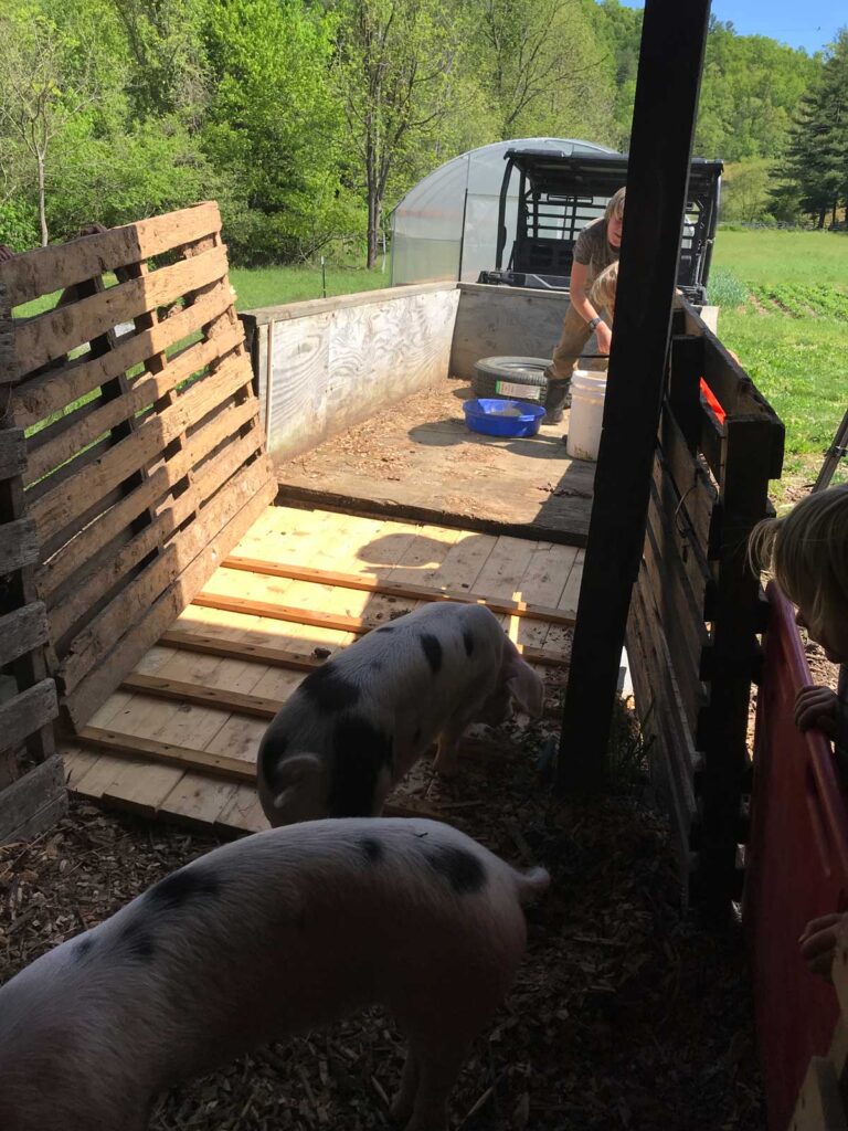 A boy luring pigs into the back of a truck.
