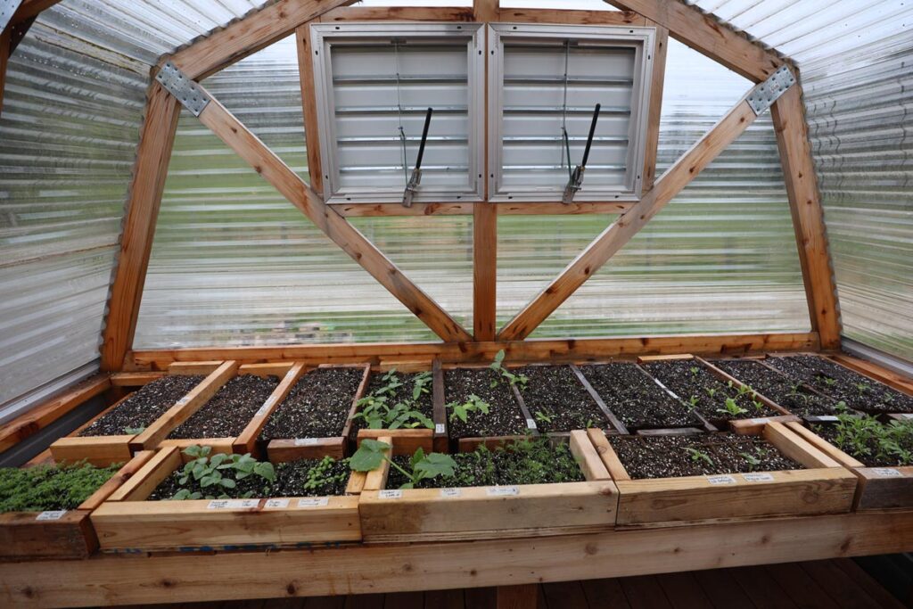 Greenhouse windows for ventillation.
