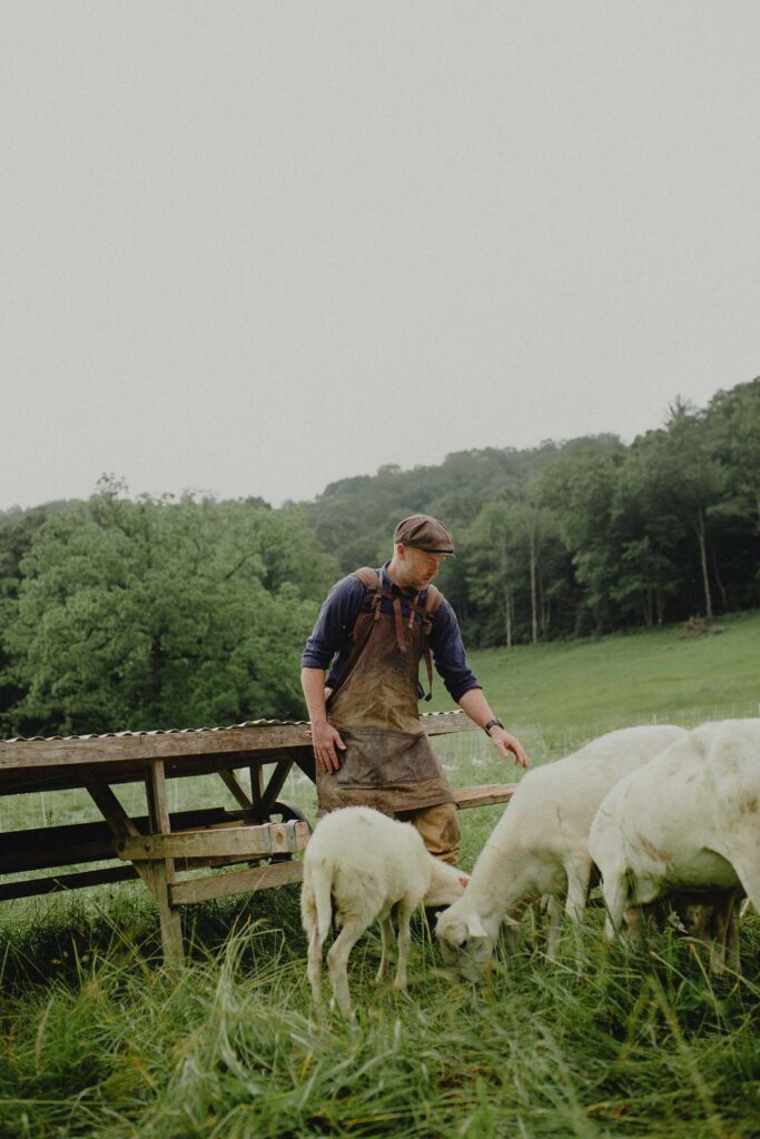 A man with sheep in the pasture next to a portable sheep shaw.
