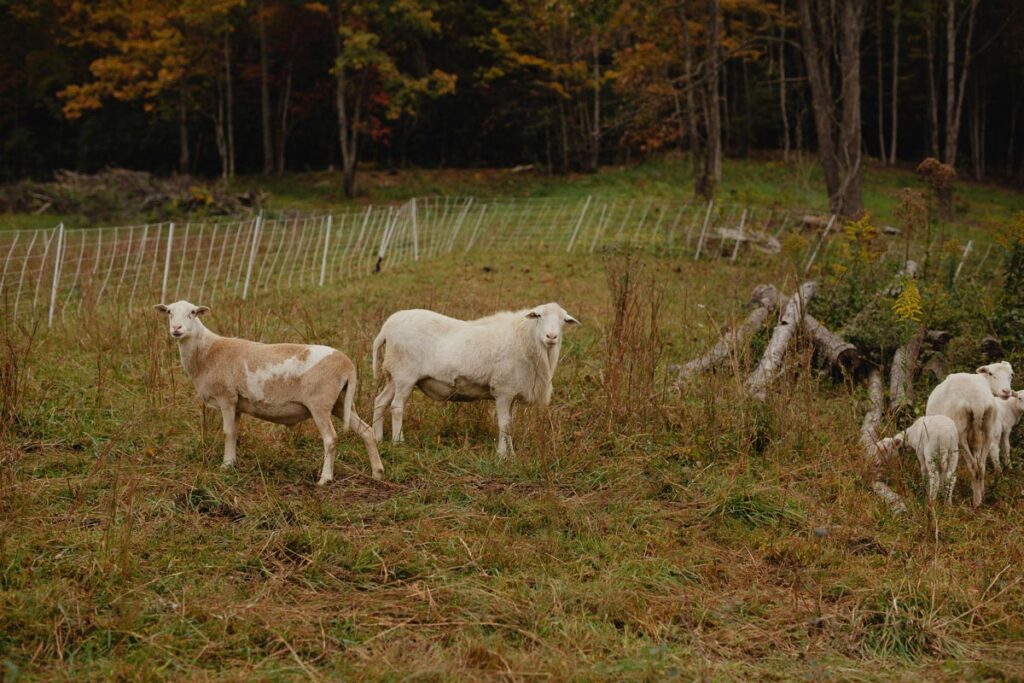 Sheep in a pasture.