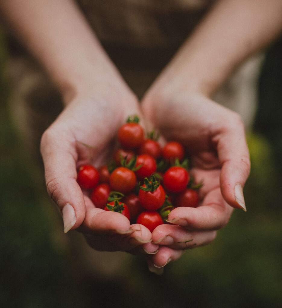 How to Grow Tomatoes - Abundant Permaculture