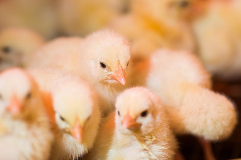 Close up image of baby chicks.