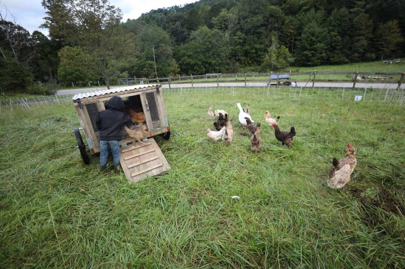 A young boy getting chickens out of a chicken tractor in the field.