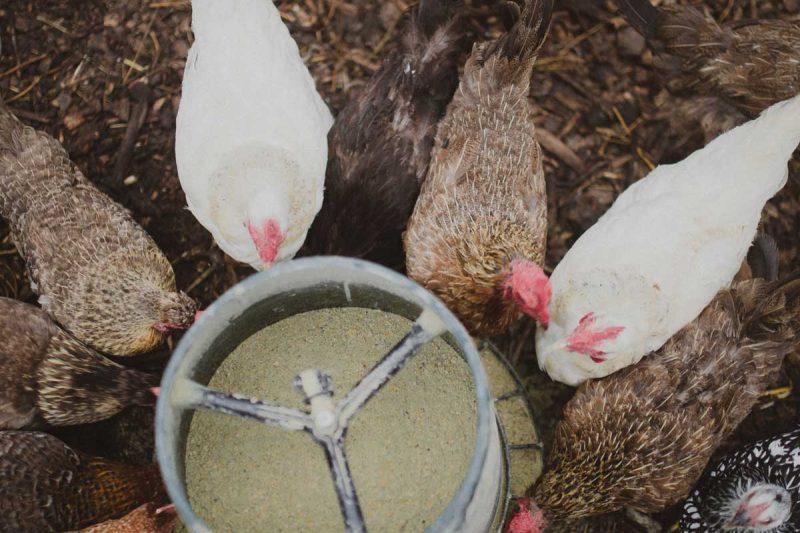 Chickens eating from a feeder.