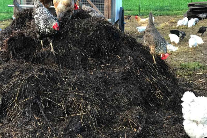 Chickens on top of a compost pile.