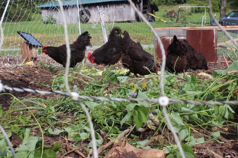 Chickens working in a garden.