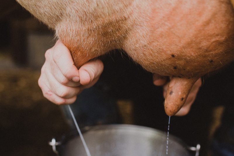Hands milking a cow into a stainless steel bucket.