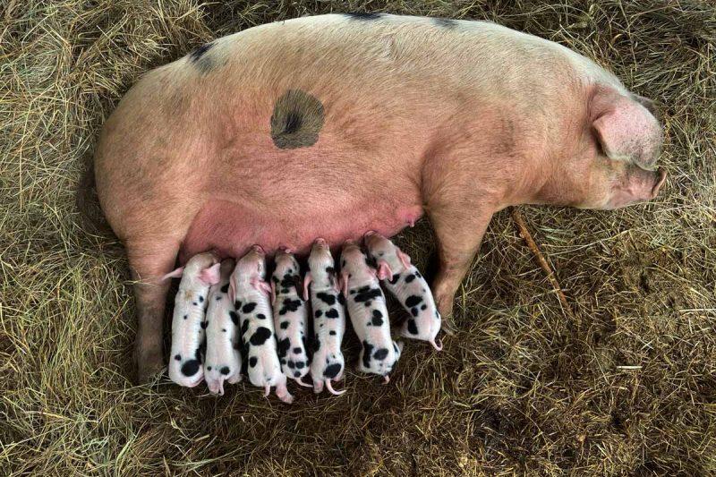 A mama pig with nursing piglets.