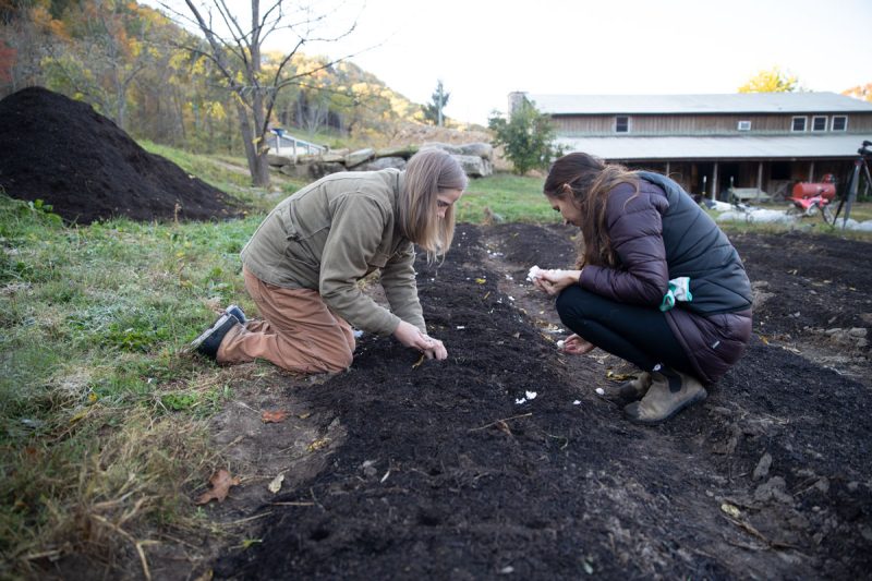 Two women planting garlic.